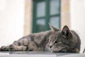 domestic cat on top of car photo