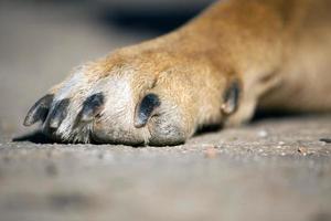 dirty paw of dog