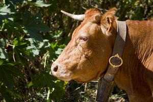 domesticated brown cow photo