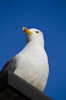 seagull on a building photo