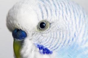 common pet parakeet photo