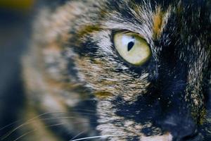 detalle de ojo de gato foto