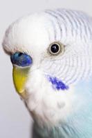 common pet parakeet
