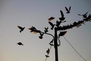 pájaros en un alambre foto