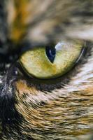 detail of cat's eye photo