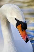 beautiful white swan swimming on the lake photo