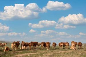 Bunch of brown cows photo