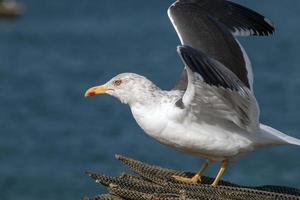 gaviota en la orilla del mar foto