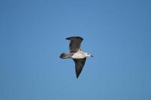 seagull bird in flight photo