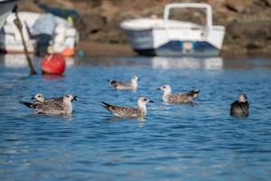 Seagulls swimming on the docks photo