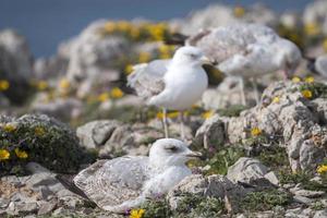 Young seagulls near the cliffs photo