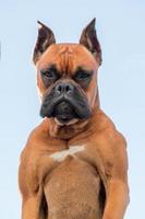 Retrato de una hermosa raza de perro boxer foto