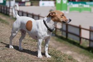 perro jack russell terrier foto