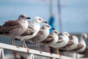 fila de gaviotas foto