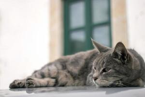 domestic cat on top of car photo