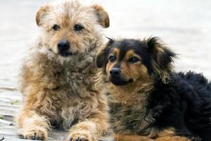 perros callejeros abandonados foto