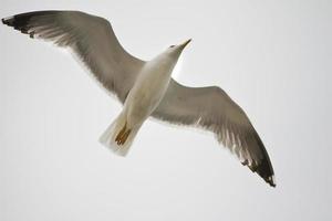 seagull in flight photo