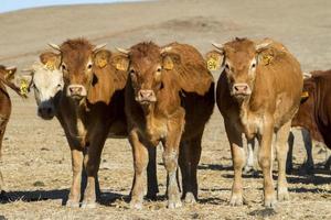 vacas marrones en tierras áridas foto