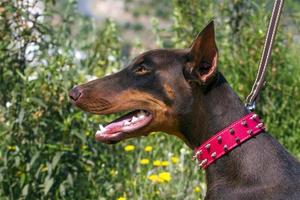 domestic dog closeup photo