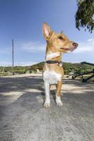 domestic dog closeup photo