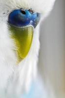 common pet parakeet beak photo