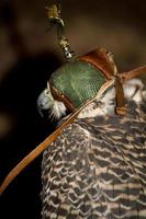 peregrine falcon closeup photo