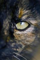 detail of cat's eye photo