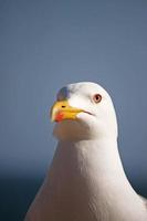 Seagull head closeup photo