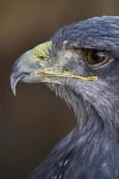 hawk bird closeup photo
