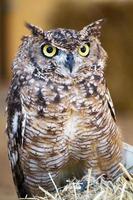 Spotted Eagle-owl, Bubo africanus photo