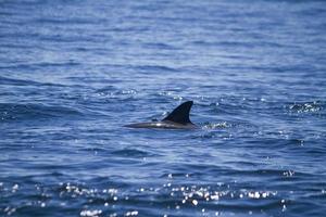 aleta de delfines salvajes en el mar foto