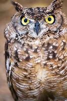 Spotted Eagle-owl, Bubo africanus photo