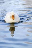 pato blanco en una piscina foto