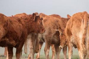 Bunch of brown cows photo