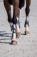 patas de caballo en tierra foto