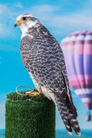 peregrine falcon bird of prey