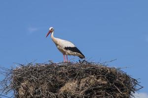 One white stork on the nest photo
