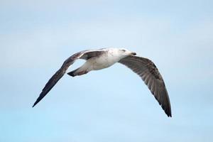 Close up of seagull flight photo