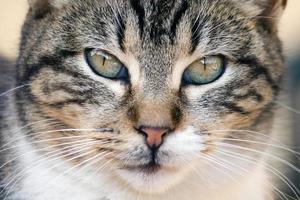 domestic cat closeup photo