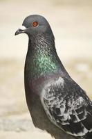 pigeon looking closeup photo