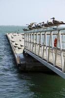 Group of seagulls on pier photo