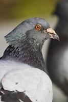 city pigeon closeup photo