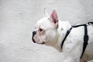 primer plano de bulldog francés foto