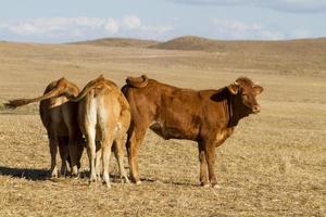 vacas marrones en tierras áridas