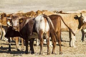 brown cows on arid land photo