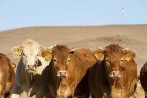 vacas marrones en tierras áridas foto