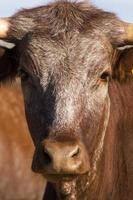 brown cows on arid land photo