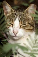 gato soñoliento en el parque foto