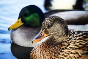 male and female mallard ducks photo