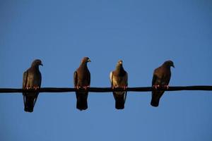 cuatro palomas en un alambre foto